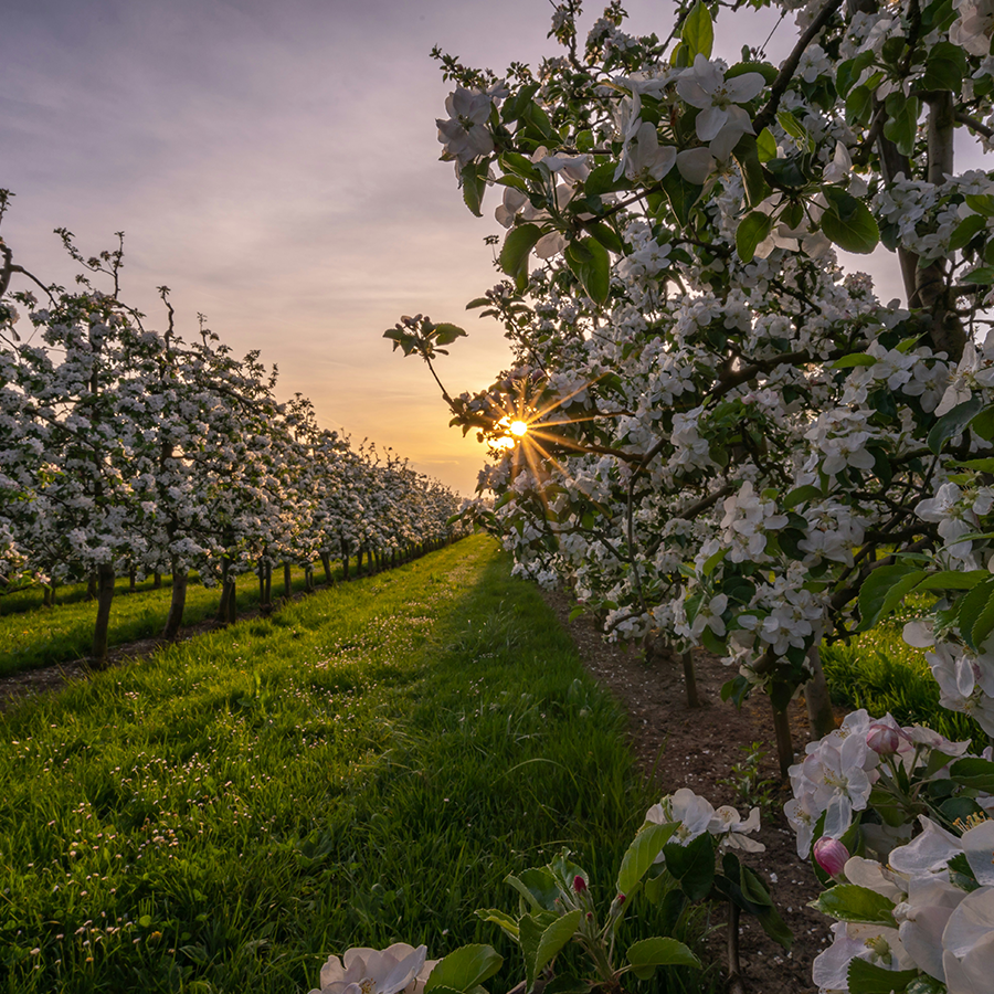 Obstgarten Beispielfoto